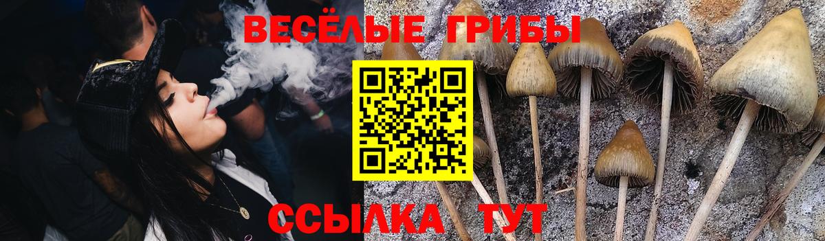 купить наркотики сайты  Галлюциногенные грибы Psilocybine cubensis  Вход с VPN  Мурманск 